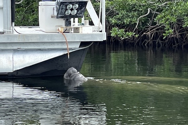 Drinking Manatee