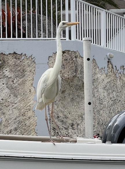 Egret on a Boat