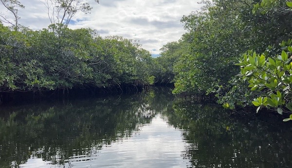 Narrow Mangrove Channel