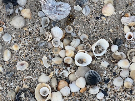 Shells