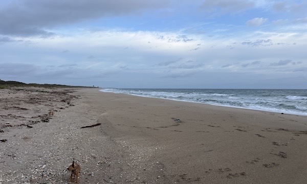 Beach Looking North