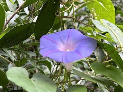 Purple Flower