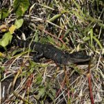 St Johns River Side Trip: Murphy Island to Volusia Bar Fish Camp