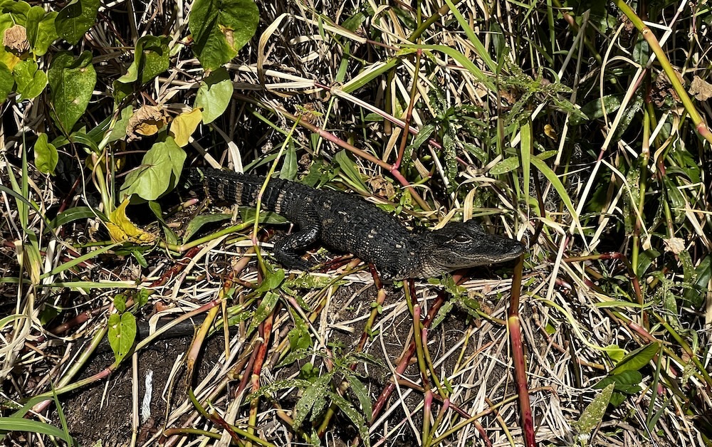 St Johns River Side Trip: Murphy Island to Volusia Bar Fish Camp