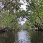 St Johns River Side Trip: Hontoon Island to Blue Spring to Dead River