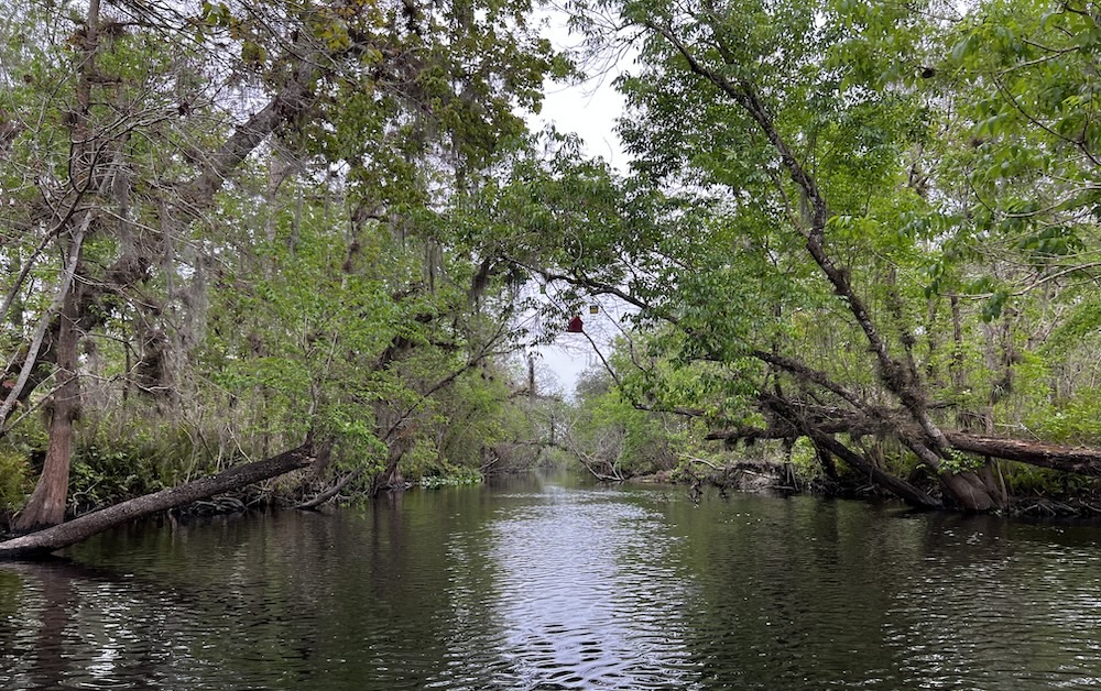 St Johns River Side Trip: Hontoon Island to Blue Spring to Dead River