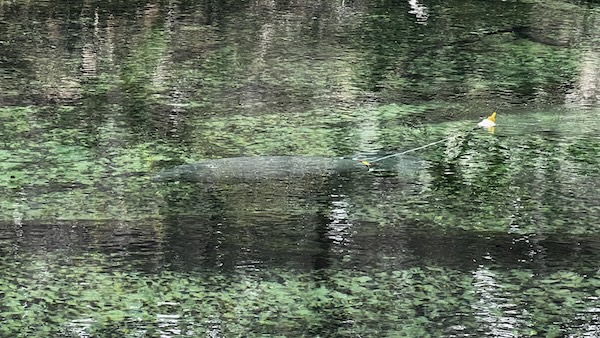 Tagged Manatee