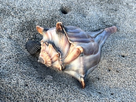Whelk Shell